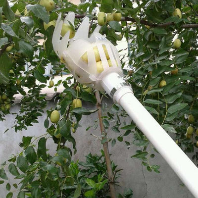 Recolector de Frutas para Alturas - Image 14