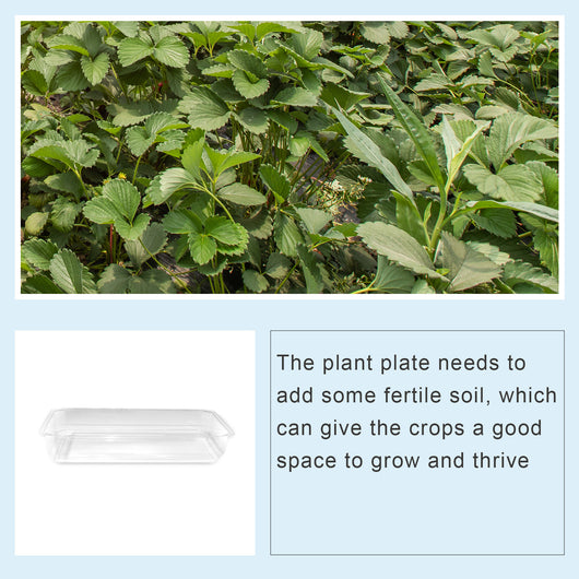 Bandeja Transparente de Germinación para Semillas y Cultivo de Plantas - Image 12