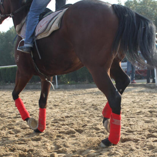 Vendas Elásticas para Patas de Caballo - Set Completo de Protección - Image 7