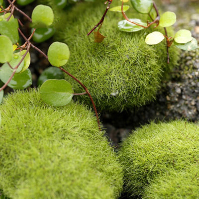 Musgo Artificial Decorativo para Paisajes en Miniatura y Jardines - Image 9