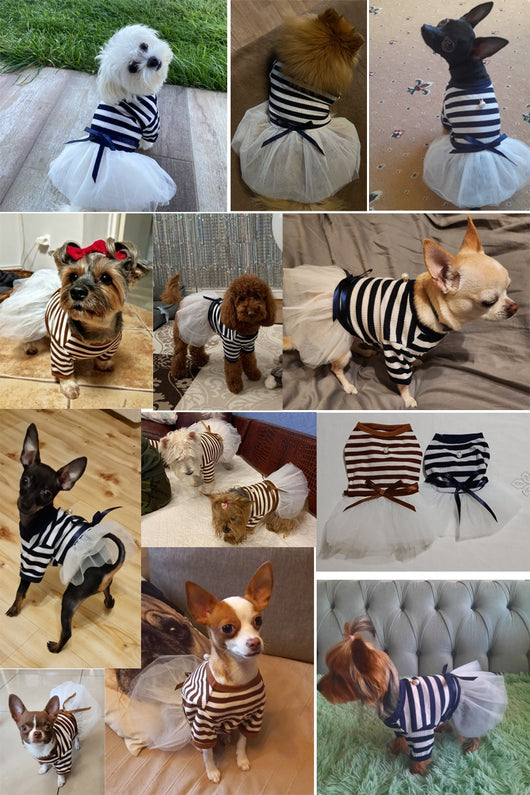 Ropa para Perros Pequeños - Disfraz Osito Teddy - Image 8