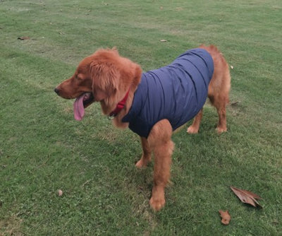 Ropa de Abrigo para Perros Pequeños y Medianos - Chaleco Térmico Otoño Invierno - Image 24