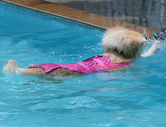 Chaleco Salvavidas para Perros con Diseño de Traje de Baño Veraniego - Image 14