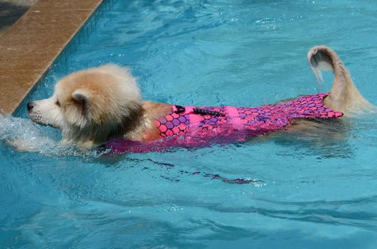 Chaleco Salvavidas para Perros con Diseño de Traje de Baño Veraniego - Image 13