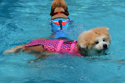 Chaleco Salvavidas para Perros con Diseño de Traje de Baño Veraniego - Image 12