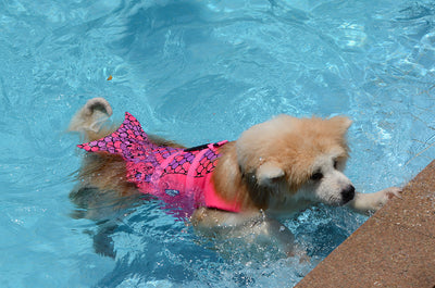 Chaleco Salvavidas para Perros con Diseño de Traje de Baño Veraniego - Image 11