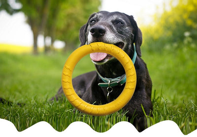 Bright yellow EVA pet ball dog toy with textured grooves and paw print details for interactive play. - Image 15