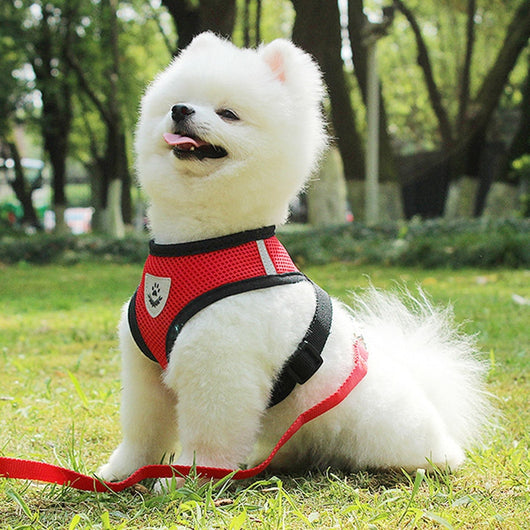 Arnés de Seguridad para Mascotas en Auto - Image 28
