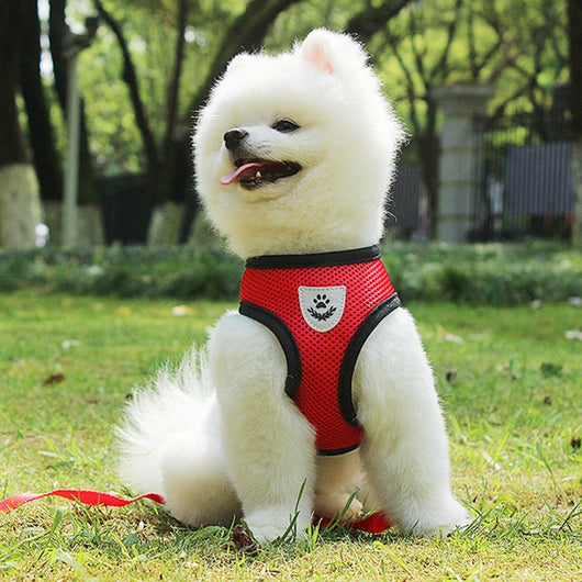 Arnés de Seguridad para Mascotas en Auto - Image 29