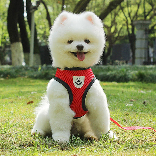 Arnés de Seguridad para Mascotas en Auto - Image 30