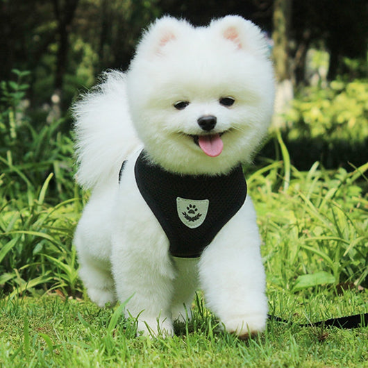 Arnés de Seguridad para Mascotas en Auto - Image 31