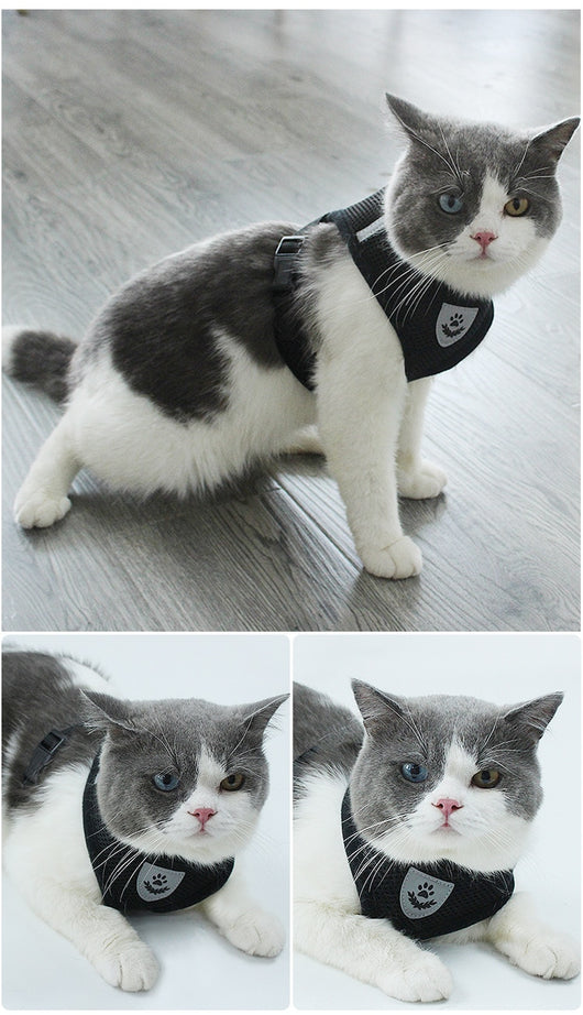 Arnés de Seguridad para Mascotas en Auto - Image 34