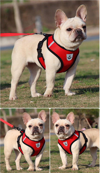 Arnés de Seguridad para Mascotas en Auto - Image 35