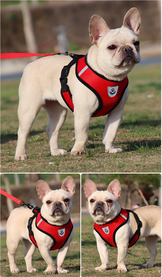 Arnés de Seguridad para Mascotas en Auto - Image 35