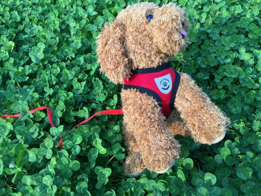 Arnés de Seguridad para Mascotas en Auto - Image 41