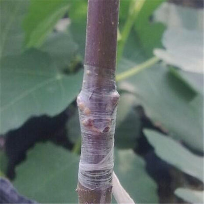Cinta de Injerto para Árboles Frutales - Rollo 2CM x 100M - Image 13
