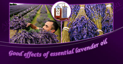 Aceite Esencial de Lavanda ARTISCARE - Image 11