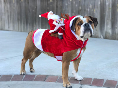 Disfraz Navideño para Perros - Papá Noel en Trineo - Image 21