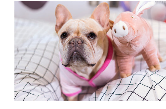Juguete Peluche Compañero de Sueño para Perros - Image 12