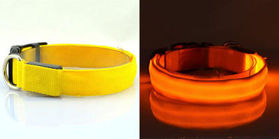 Collar Luminoso Fluorescente para Perros - Image 14
