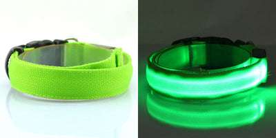 Collar Luminoso Fluorescente para Perros - Image 15