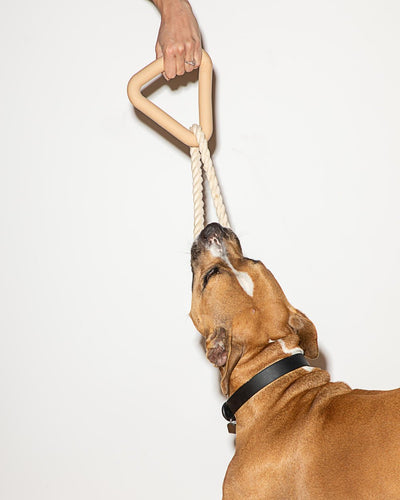 Juguete Interactivo de Cuerda TPR con Triángulo Masticable para Perros - Image 17