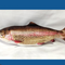 Arcoíris Trout