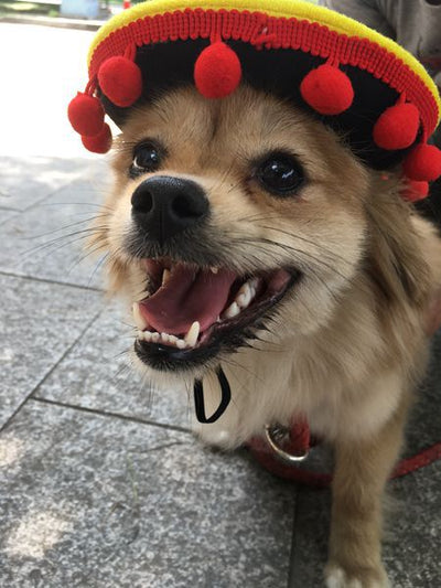 Sombreros de Perrito Hot Dog para Mascotas - Image 8