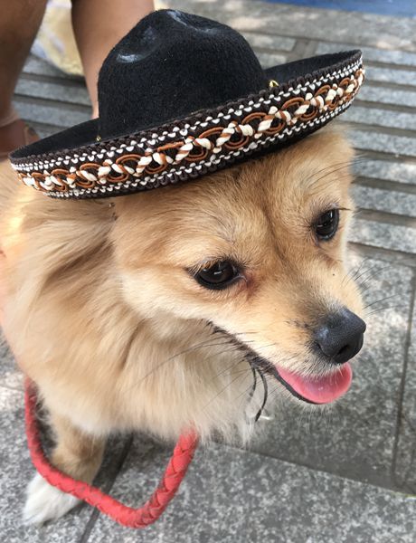 Sombreros de Perrito Hot Dog para Mascotas - Image 14