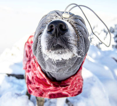 Abrigo Acolchado Térmico para Perros - Traje de Invierno - Image 17