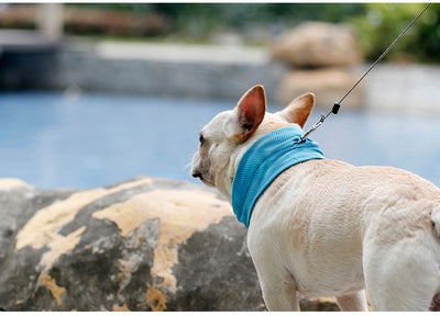 Pañuelo Refrescante para Perros - Bandana Enfriadora de Verano - Image 10