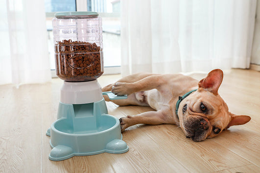 Comedero Automático Inteligente para Perros - Image 16