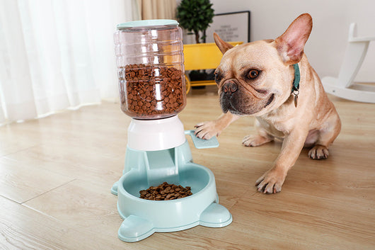 Comedero Automático Inteligente para Perros - Image 17
