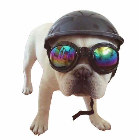 Casco Protector para Mascotas - Image 29