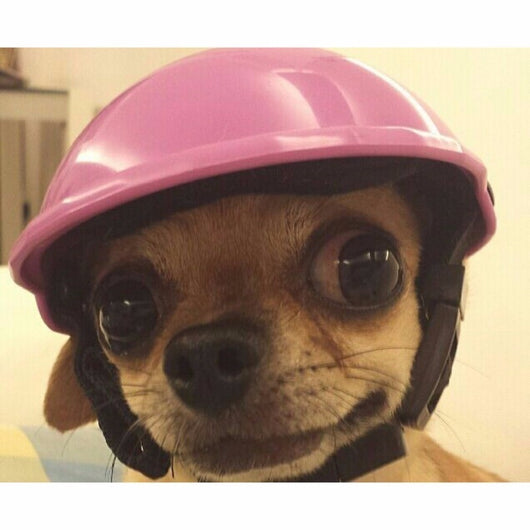 Casco Protector para Mascotas - Image 31