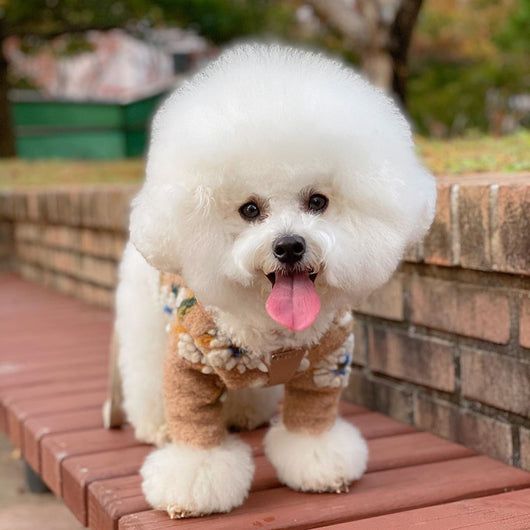Suéter para Perro de Lana de Cordero con Flores - Image 24