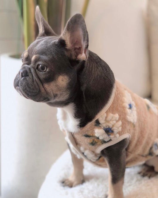 Suéter para Perro de Lana de Cordero con Flores - Image 34