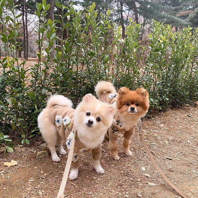 Suéter para Perro de Lana de Cordero con Flores - Image 35