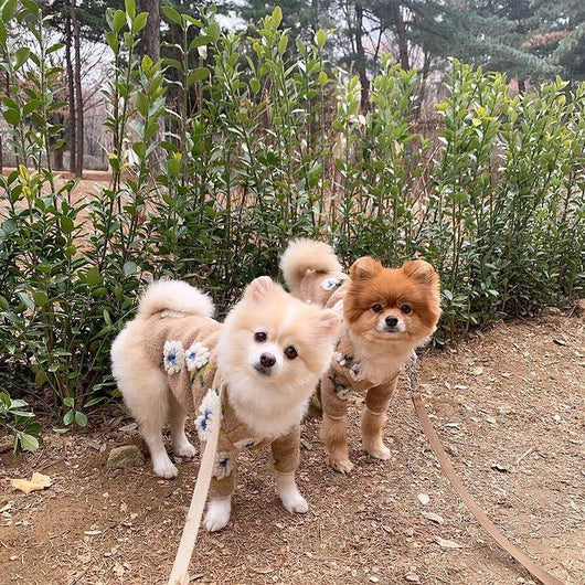 Suéter para Perro de Lana de Cordero con Flores - Image 35