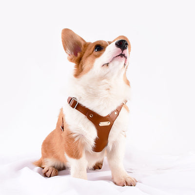 Arnés de Pecho y Espalda para Perro en Cuero - Image 23