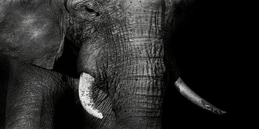 Póster Lienzo Vida Silvestre Africana - Image 12