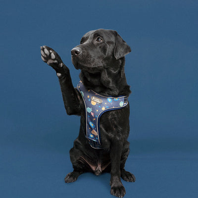Arnés de Tracción para Perros con Cuerda de Seguridad - Image 10