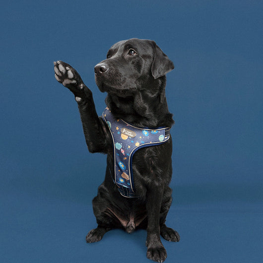 Arnés de Tracción para Perros con Cuerda de Seguridad - Image 10
