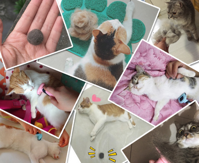 Peine Deshedding para Mascotas - Image 12