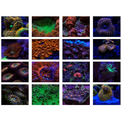Filtro de Luz Azul para Eliminación de Coral en Acuarios - Image 3