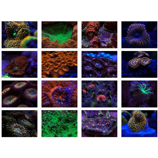 Filtro de Luz Azul para Eliminación de Coral en Acuarios - Image 3