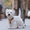 Arnés de Paseo para Perros Pequeños y Medianos con Correa
