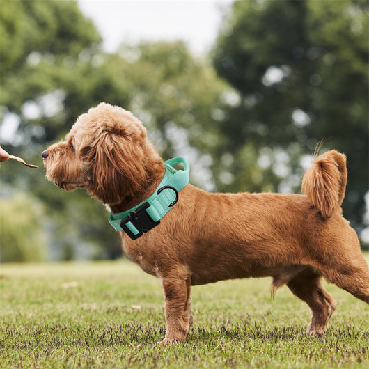 Correa Ajustable de Tracción para Perros Grandes y Medianos - Image 10