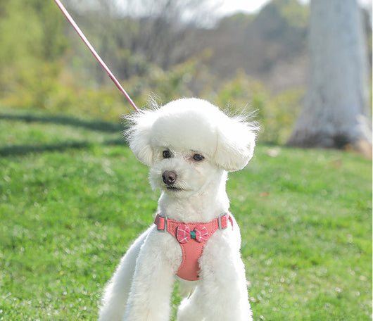 Chaleco Arnés de Cuerda para Perros Pequeños - Image 22