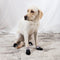 Calcetines de Halloween para Mascotas - Set Completo de Cobertores para Patas